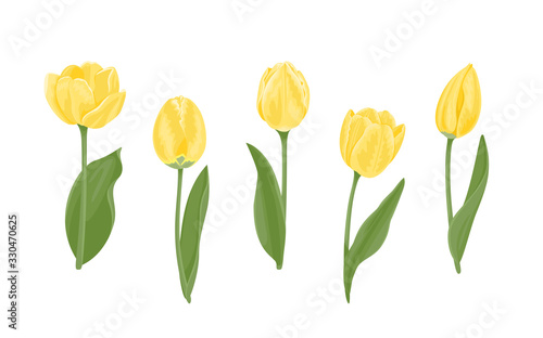 Set of yellow tulips of different shapes. Beautiful blooming spring flowers, buds, green leaves and stems isolated on a white background. Vector illustration in cartoon flat style.