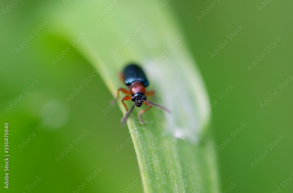 insecte insecte