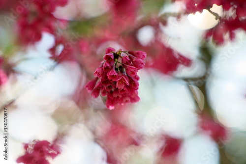 Tokyo,Japan-March 15, 2020: Cerasus campanulata or Taiwan Cherry or Prunus campanulata or Kan Hizakura  photo