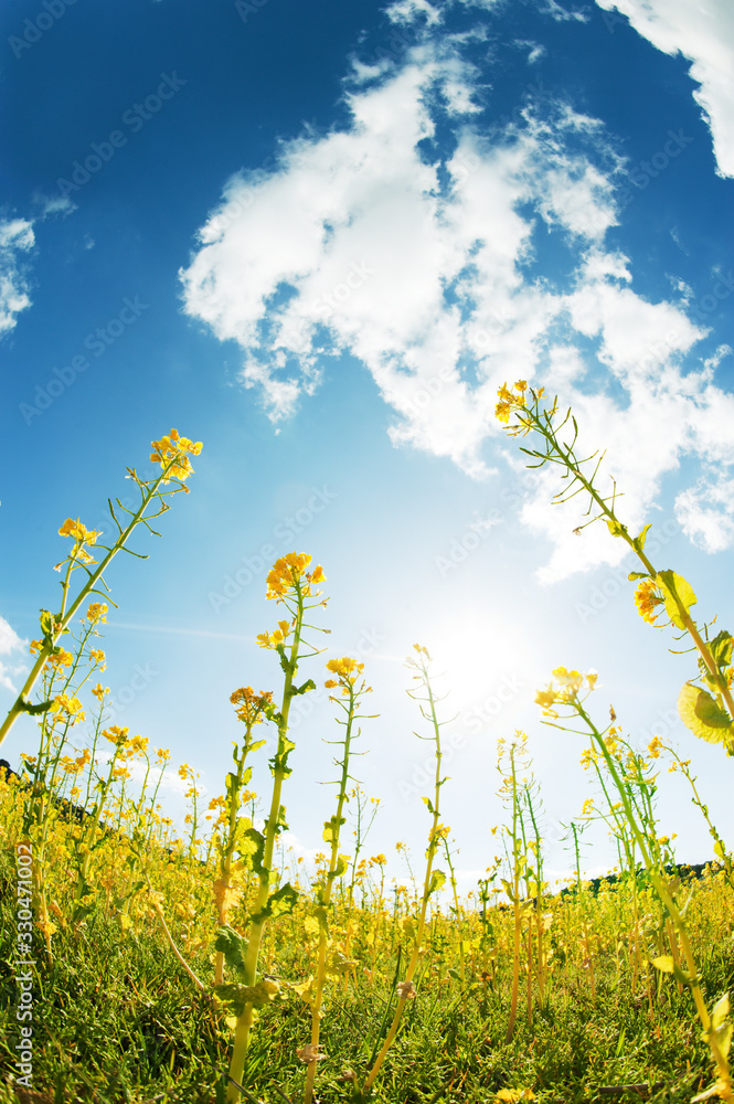 太陽と菜の花 太陽と菜の花