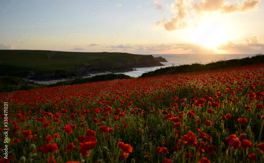 Poppy field overlooking sea at sunset, North Cornwall coast