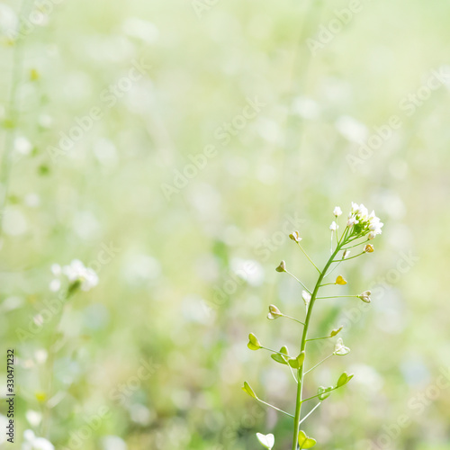 ぺんぺん草