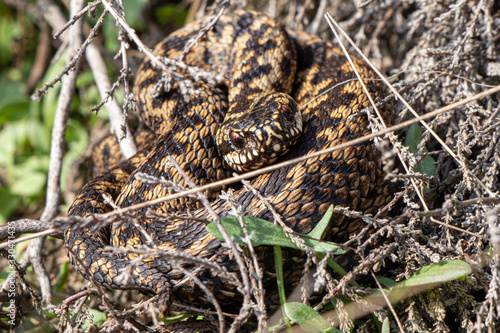 The viper (Vipera berus) is a venomous snake belonging to the family vipers (Viperidae). The snake is also called common viper, European viper, black viper or marsh viper and is found in almost all of