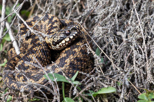 Vipera berus, The viper (Vipera berus) is a venomous snake belonging to the family vipers (Viperidae). The snake is also called common viper, European viper, black viper or marsh viper and is found in
