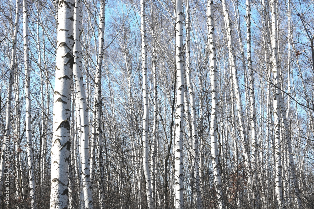 Fototapeta premium Young birches with black and white birch bark in spring in birch grove against background of other birches