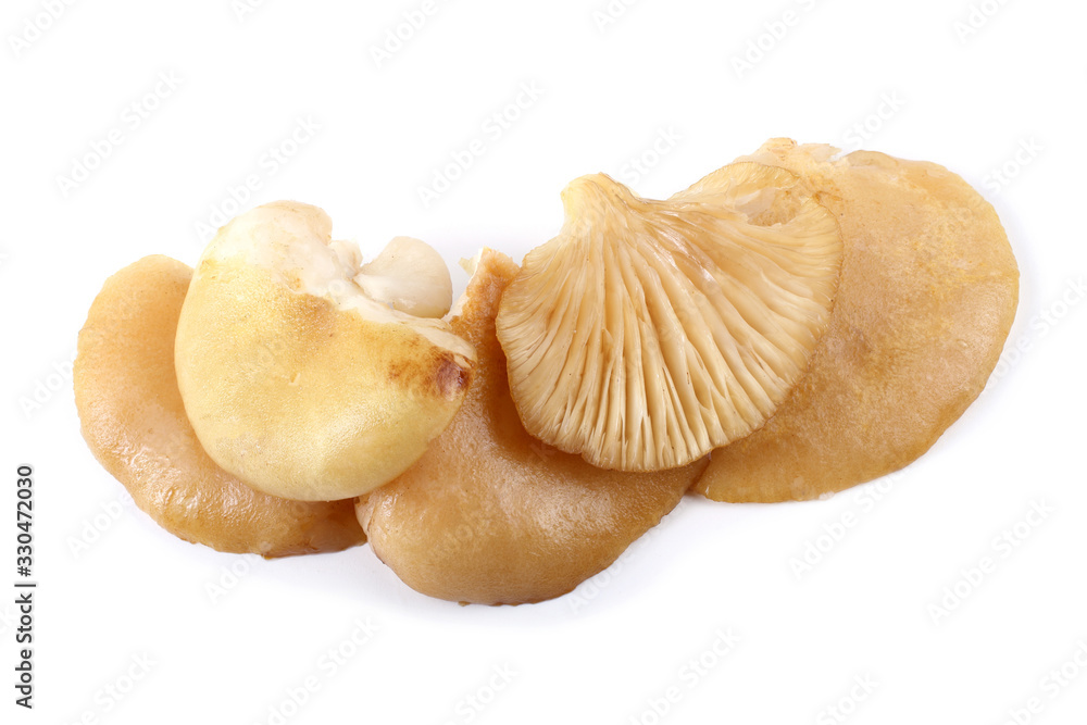 Yellow oyster mushrooms. Far eastern variety. Chinese medicine use this mushroom. Yellow oyster mushrooms. Far eastern variety. Chinese medicine use this mushroom.