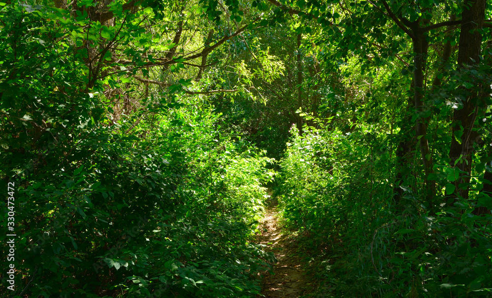 path through dense green thickets