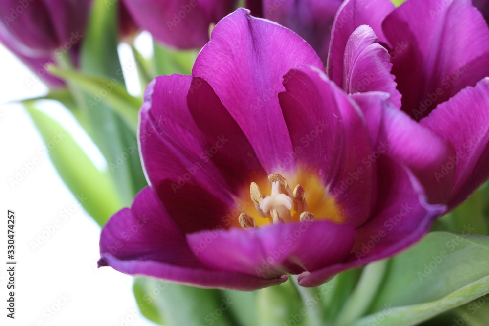 Naklejka premium A triangular purple Tulip near other similar flowers on a white background. The photo can be used as an illustration or Wallpaper.