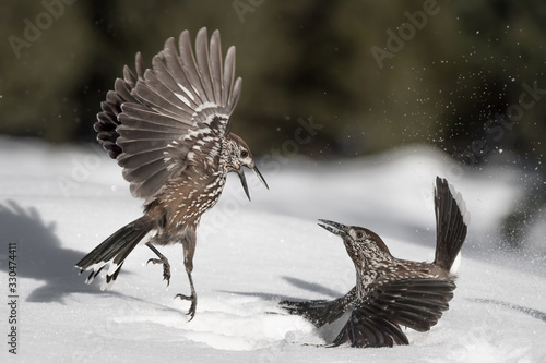 Bilde på lerret Battle on snow, the Eurasian nutcracker (Nucifraga caryocatactes)
