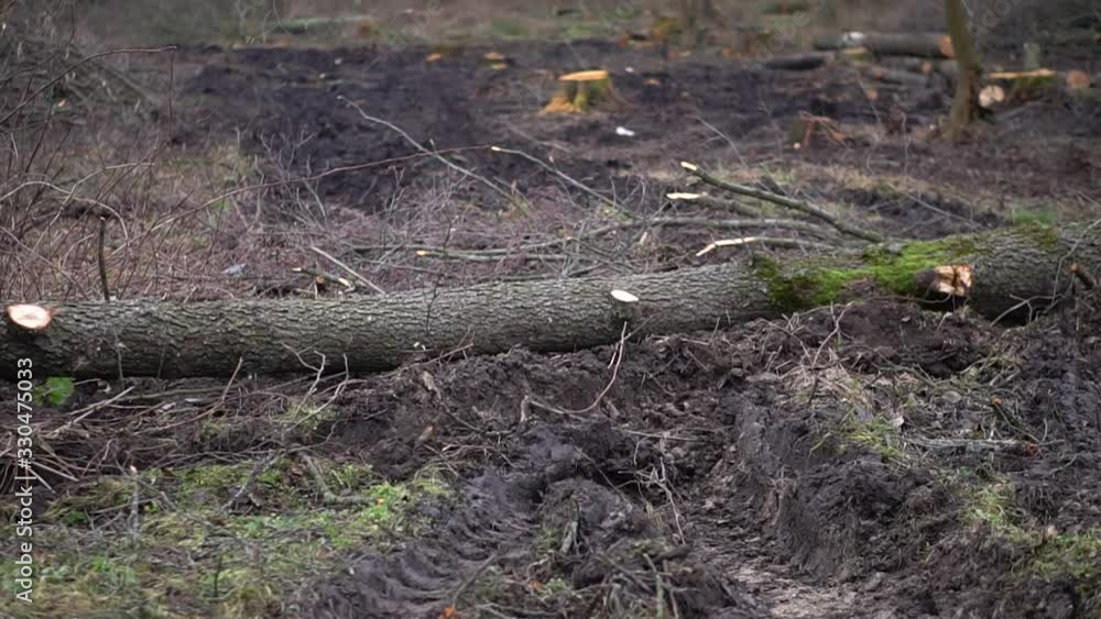 Logging in the spring, autumn forest. Technique and people sawing trees. Ecological catastrophe destruction of nature. Firewood for heating Logging in the spring, autumn forest. Technique and people sawing trees. Ecological catastrophe destruction of nature. Firewood for heating