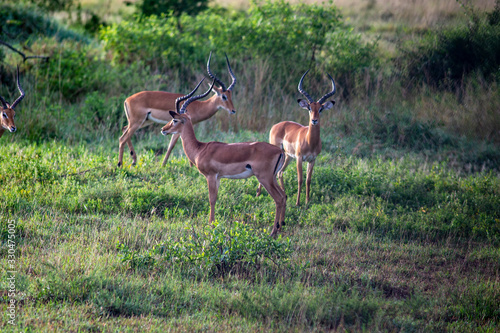 Impala serengeti national park © maurizio