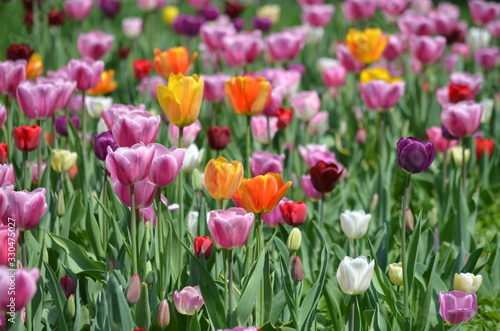 Many delicate mixed colored tulips in full bloom in a sunny spring garden, beautiful outdoor floral background with yellow, red, pink and white flowers