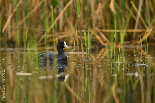Common Coot - Fulica atra, special black water bird from European lakes and fresh waters, Hortobagy, Hungary.