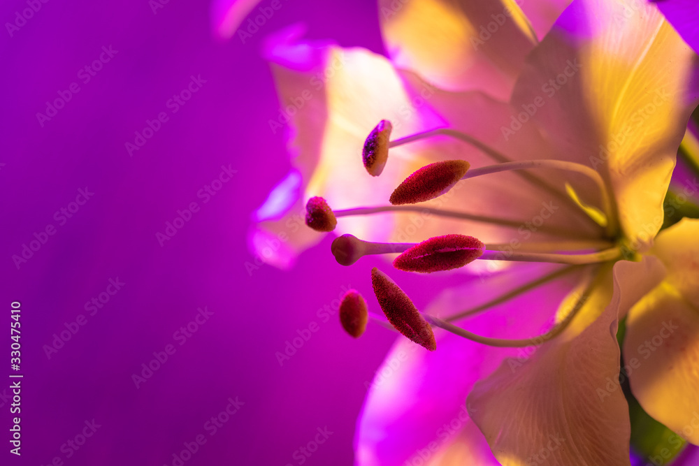 Obraz premium Lily flower close-up. Pistil and stamens of a Lily on a background of delicate petals. Lily flower in neon light. Flower on a pink background. Bulbous plant. Garden flowers.