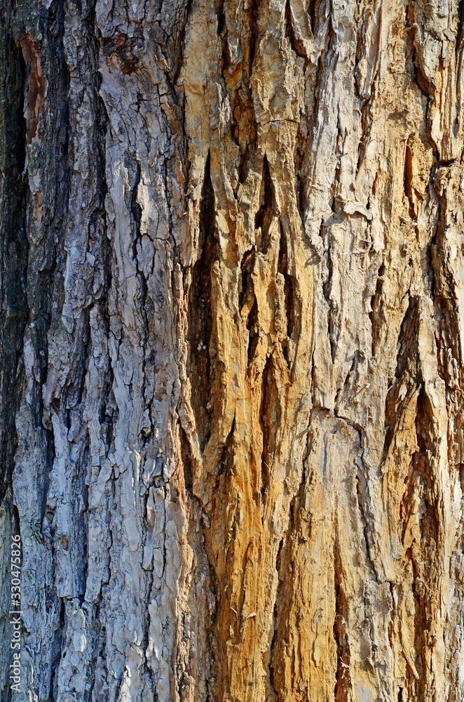 Fototapeta premium old tree bark