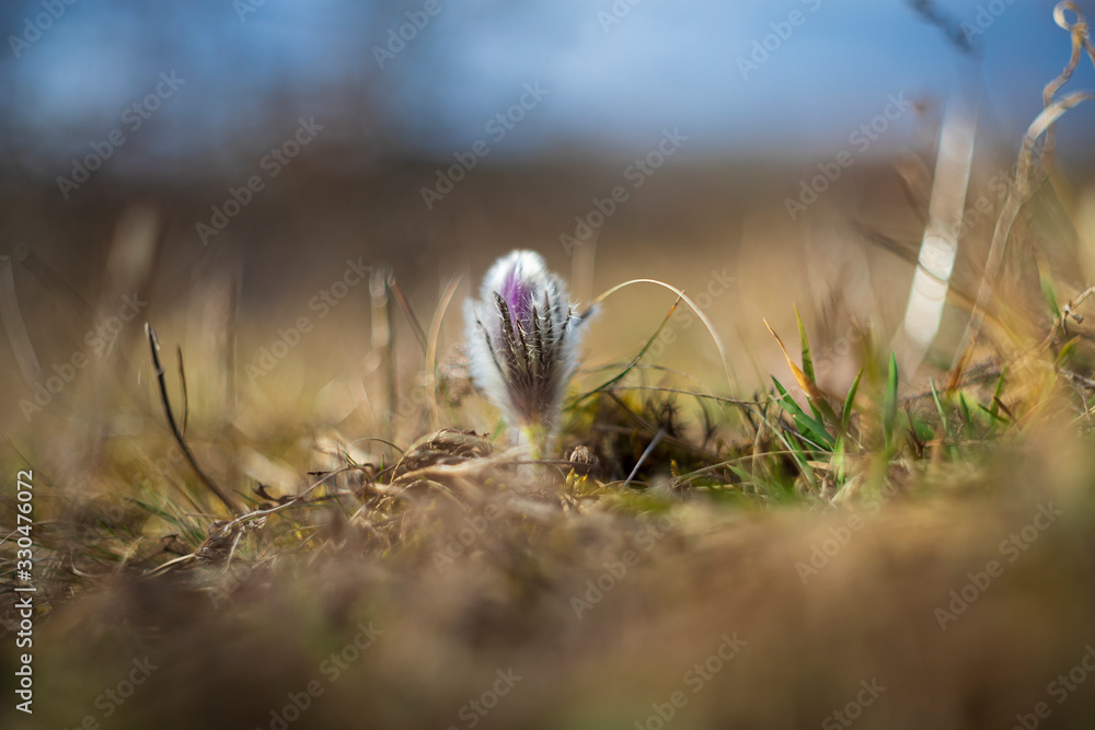Pulsatilla grandis - Violet Pasque Flower growing in a meadow taken in the morning sunlight on a meadow. Photo with beautiful bokeh. Pulsatilla grandis - Violet Pasque Flower growing in a meadow taken in the morning sunlight on a meadow. Photo with beautiful bokeh.