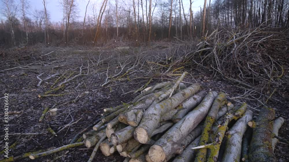 Logging in the spring, autumn forest. Technique and people sawing trees. Ecological catastrophe destruction of nature. Firewood for heating Logging in the spring, autumn forest. Technique and people sawing trees. Ecological catastrophe destruction of nature. Firewood for heating