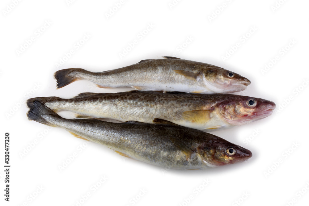 Saffron cod Saffron cod