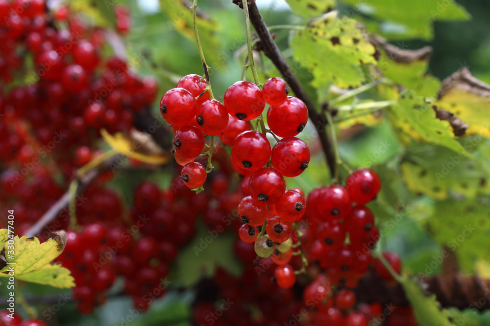 Growing red currant