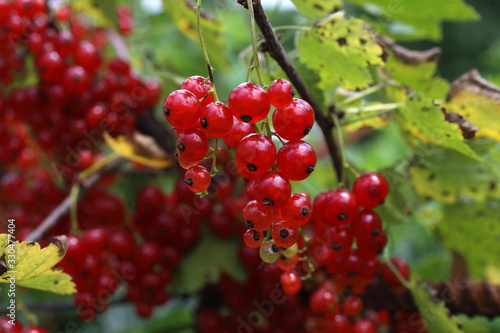 Growing red currant