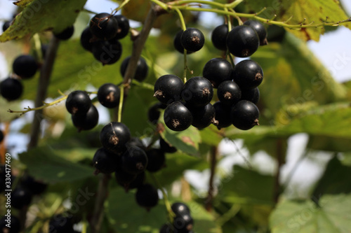Growing black currant