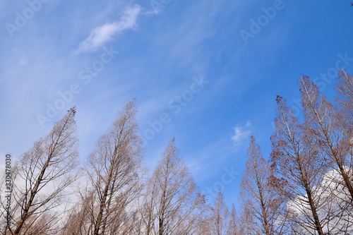春を待つ木々