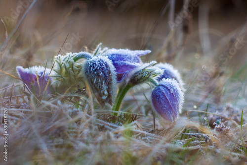 Pulsatilla grandis - Violet Pasque Flower growing in a meadow taken in the morning sunlight on a meadow. Photo with beautiful bokeh.