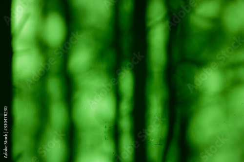 The shadow from the trees on the green wall of the house on a sunny day in spring.