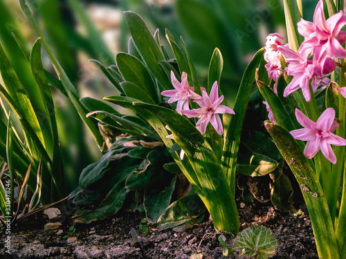  Pink hyacinth flower  lat.Hyacinthus  grows in a spring garden on a sunny day on a blurred background.