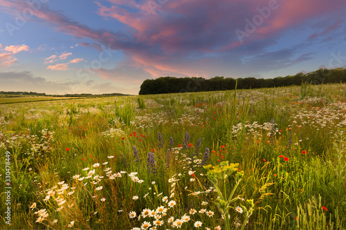 Fototapeta Naklejka Na Ścianę i Meble -  Wild flower meadow sunset landscape in England