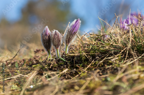 Pulsatilla grandis - Violet Pasque Flower growing in a meadow taken in the morning sunlight on a meadow. Photo with beautiful bokeh.