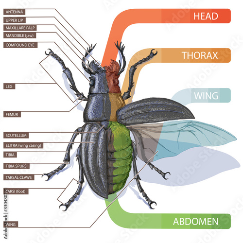 Vector illustration of an insect. Diagram with labeled parts of a hipotetic beetle. Study Guide for Entomologists