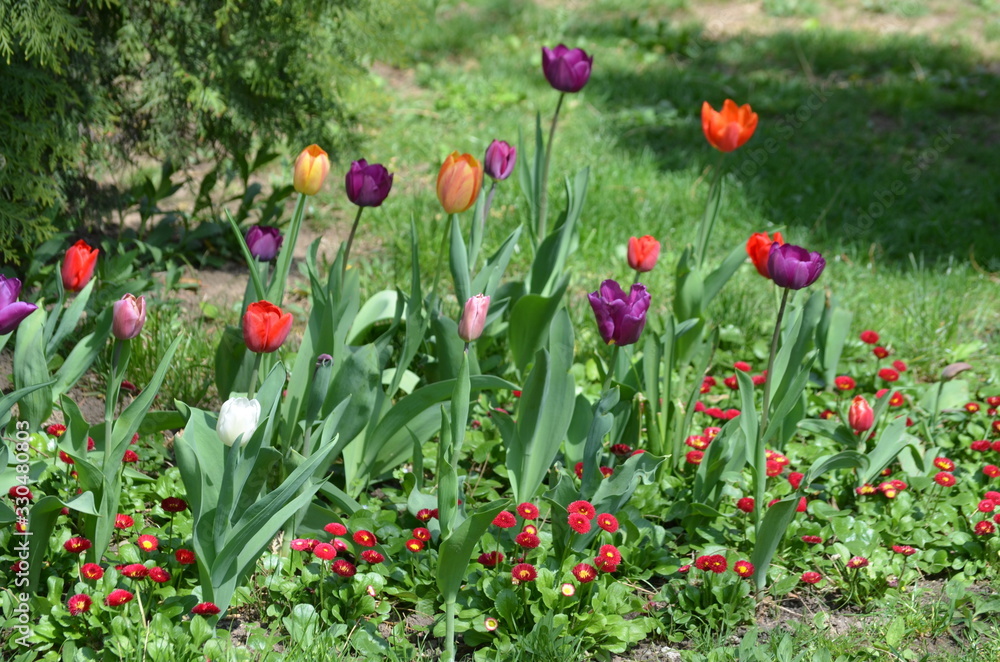 Fototapeta premium Many delicate mixed colored tulips in full bloom in a sunny spring garden, beautiful outdoor floral background with yellow, red, pink and white flowers