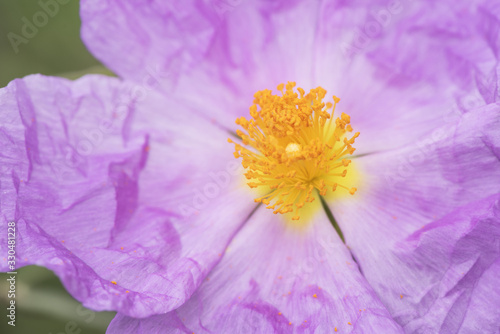 Cistus albidus Rock Rose plant of the Family Cistaceae of beautiful pink color and with the stamens and pistil of intense orange color photo