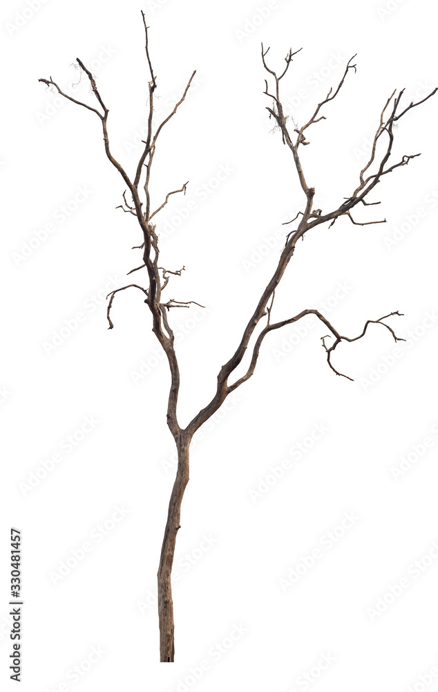 isolated death tree on white background with clipping path