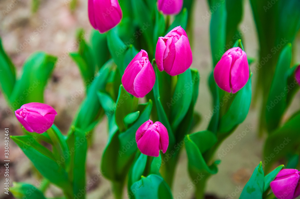 Obraz premium Spring scene of tulip field