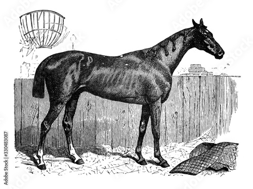 Horse English thoroughbred   Antique illustration from Brockhaus Konversations-Lexikon 1908