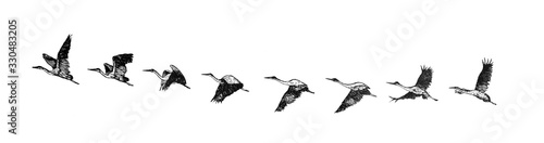 Plakat Latający bocian / Antyczna ilustracja z Brockhaus Konversations-Lexikon 1908