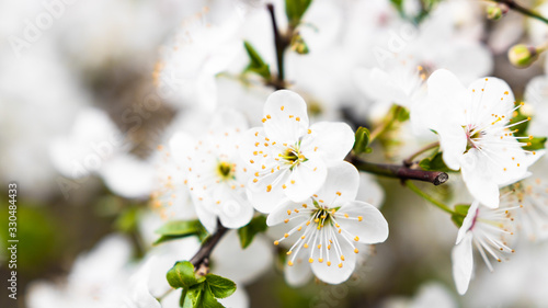 Selective focus on cherry Cerasus vulgaris white flowers blooming during spring. Seasonal background.