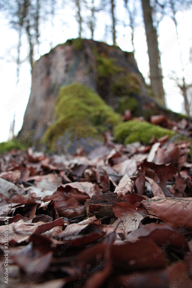 Baumstumpf im Wald Baumstumpf im Wald