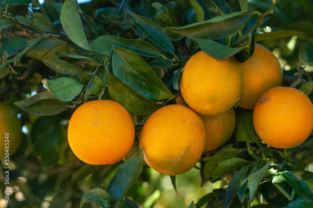 a few ripe oranges on a branch a few ripe oranges on a branch