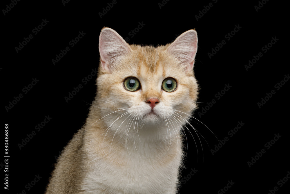 Portrait of British Cat, with Red fur on Isolated Black Background
