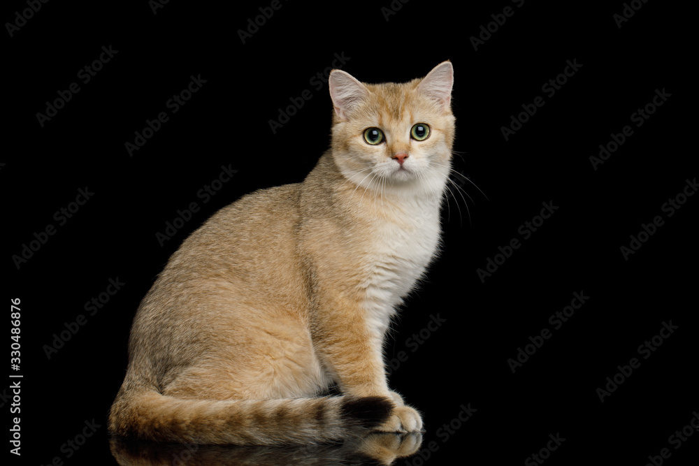 British Cat with Red fur Sitting on Isolated Black Background, side view
