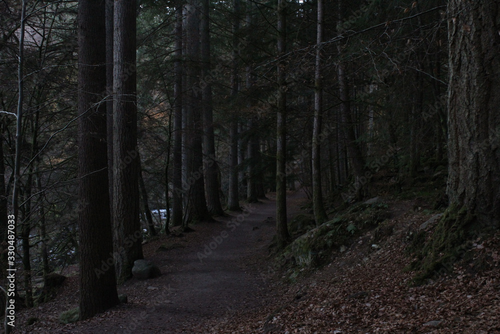 Fototapeta premium camino por bosque misterioso con grandes árboles a los lados