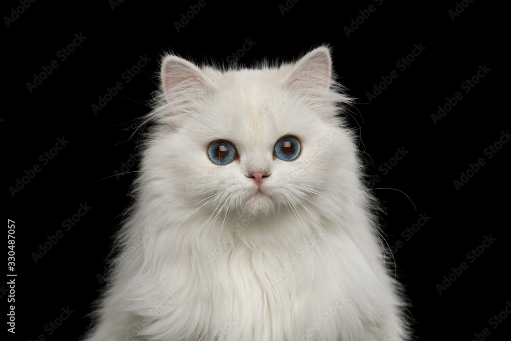Adorable Portrait of British breed Cat, Pure White color with Blue eyes, looking in Camera on Isolated Black Background, front view