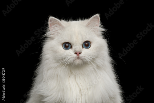 Adorable Portrait of British breed Cat, Pure White color with Blue eyes, looking in Camera on Isolated Black Background, front view