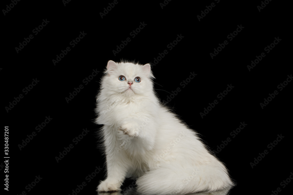 Playful Furry British breed Cat White color with Blue eyes, Raising paw on Isolated Black Background, front view