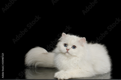 Cute British breed Cat, White color with Blue eyes, Lying and looks Curious on Isolated Black Background, side view