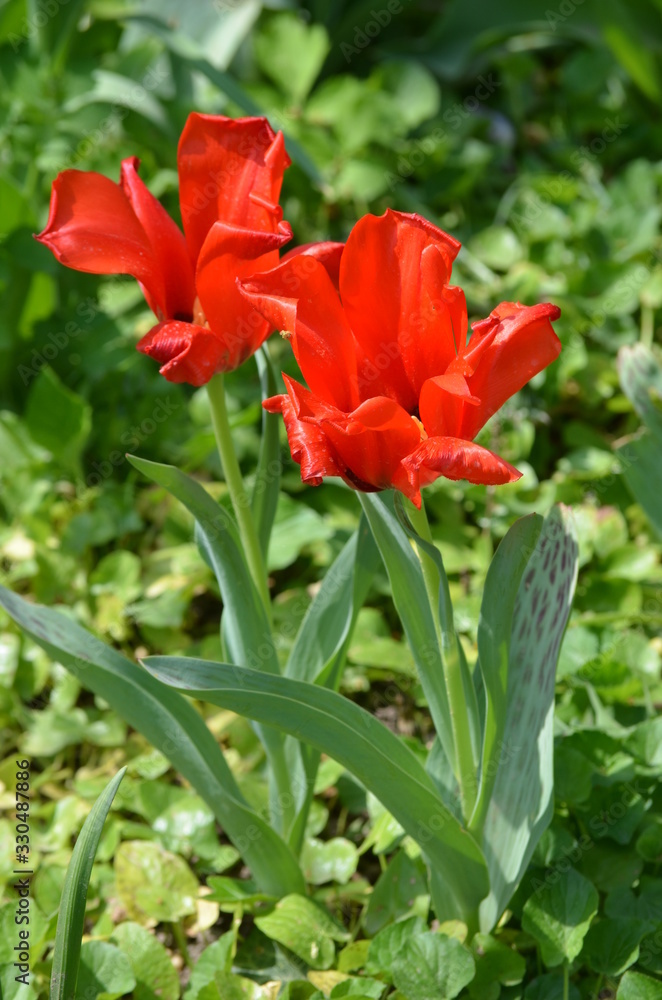 Fototapeta premium Top view of two delicate vivid red tulip in a garden in a sunny spring day, beautiful outdoor floral background photographed with soft focus
