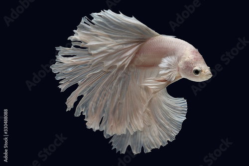 White Siamese fighting fish with beautiful white fin and tail